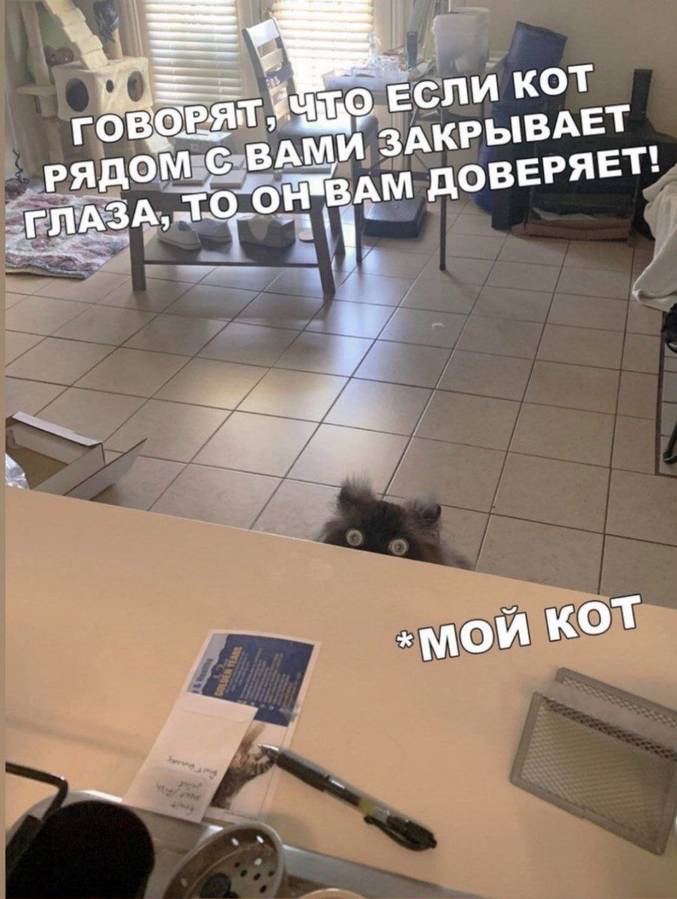 ЕСЛИ KOT РЯДОМ ВАМИ ЗАКРЫВАЕТ ГЛАЗА, ВАМ ДОВЕРЯЕТ! ‚мой KOT
