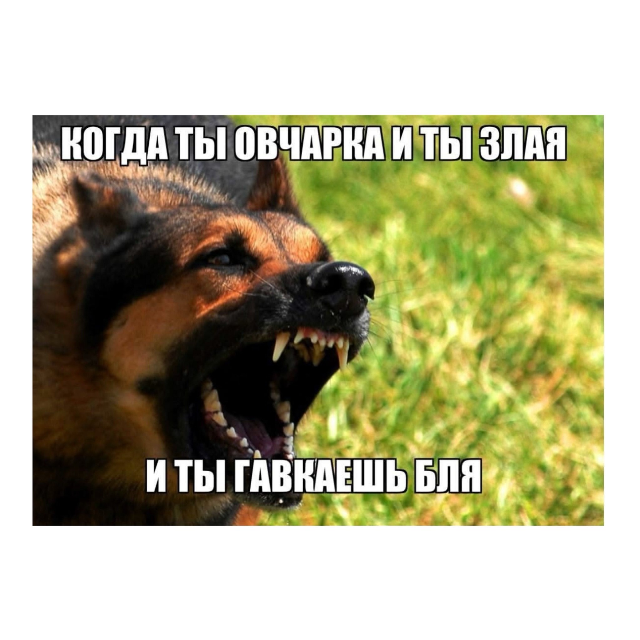 ИТЬ a 4 ГАВКАЕШЬ БЛЯ