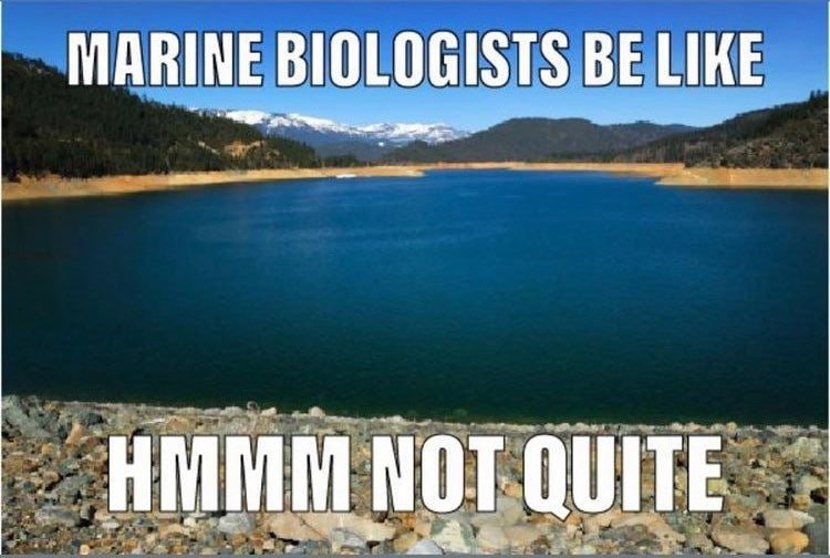 MARINE BIOLOGISTS BE LIKE NOT