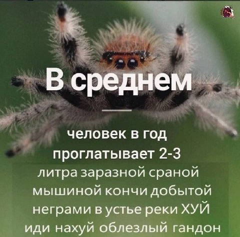 В среднем человек в год проглатывает 2-3 литра заразной сраной мышиной кончи добытой неграми в устье реки ХУЙ иди нахуй облезлый гандон