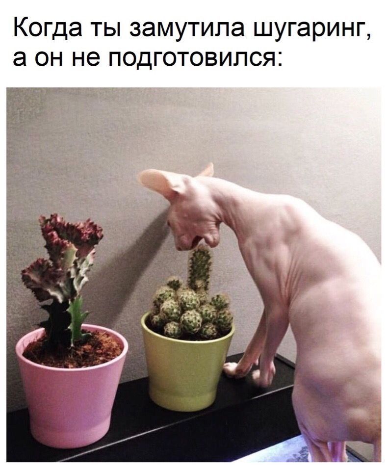 Когда ты замутила шугаринг, а он не подготовился: