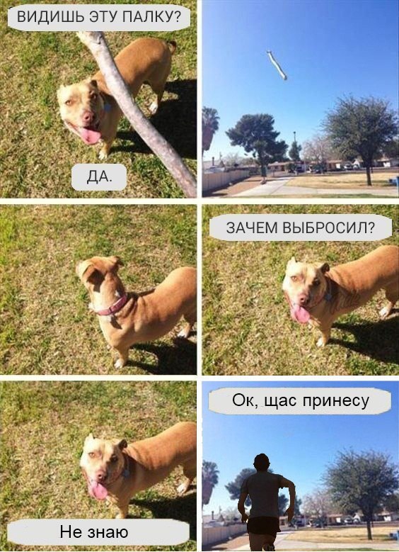 я ВИДИШЬ ЭТУ ПАЛКУ? в 578 3 ДА 5 ЗАЧЕМ ВЫБРОСИЛ? 4 2 к у щас принесу a у Не знаю