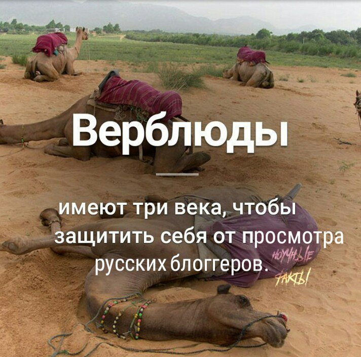 Верблюды имеют три века, чтобы защитить себя от просмотра русских блоггеров.
