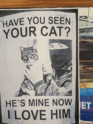 🐱