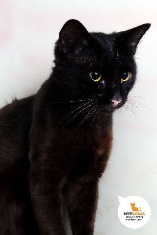 МУР кошки и котята в добрые руки