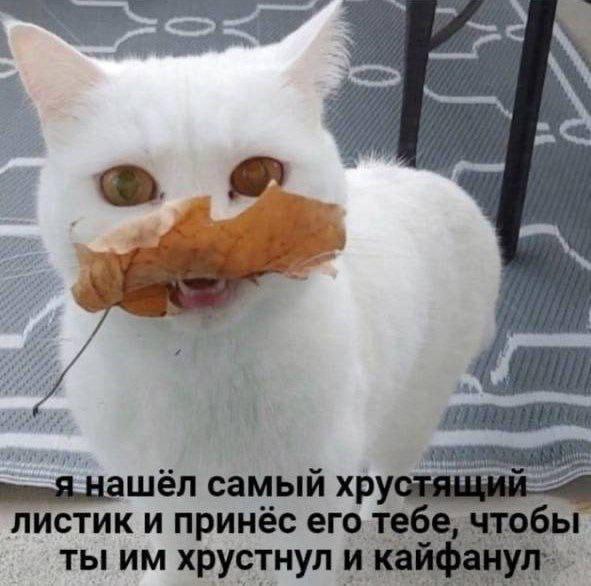 ‚4 mye, Halen самыи хрустящии листик и принёс его тебе, ты хрустнул и
