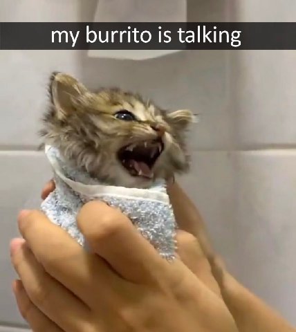 my burrito is talking