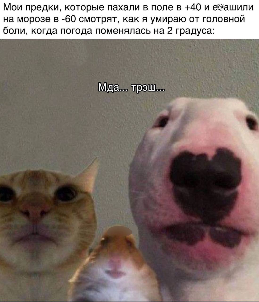 Мои предки, которые пахали в поле в +40 и е@ашили на морозе в -60 смотрят, как я умираю от головной боли, когда погода поменялась на 2 градуса: Мда... трэш...