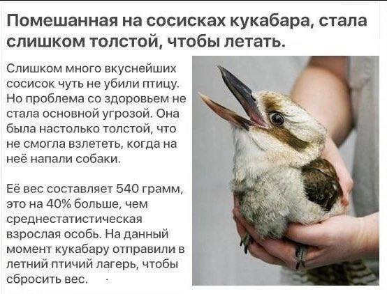 Помешанная на сосисках кукабара, стала слишком толстой, чтобы летать. Слишком много вкуснейших сосисок чуть не убили птицу. Но проблема здоровьем He 4 стала основной угрозой. Она была настолько толсто