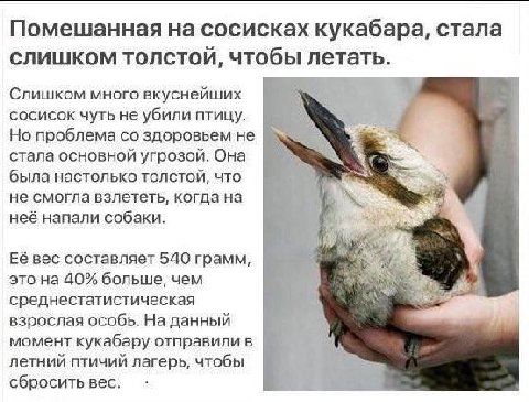 Помешанная на сосисках кукабара, стала слишком толстой, чтобы летать. Слишком много вкуснейших сосисок чуть не убили птицу. Но проблема здоровьем He 4 стала основной угрозой. Она была настолько толсто