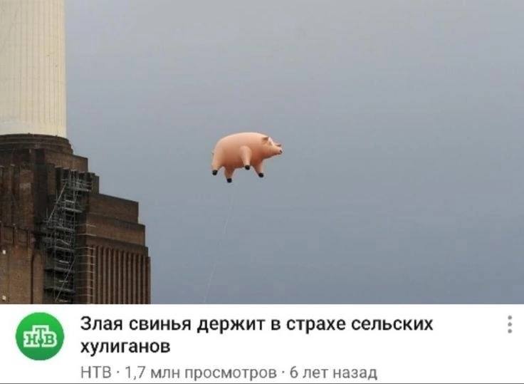 Злая свинья держит в страхе сельских хулиганов НТВ 1,7 млн просмотров 6 лет назад