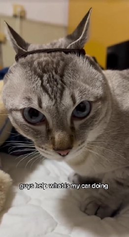 guys help whatiis my/car, Cletine] ~~ sguysihelplwhatisimy, car doing