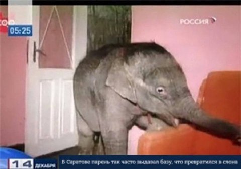 у 14 В Саратове парень так часто выдавал базу, что превратился в слона