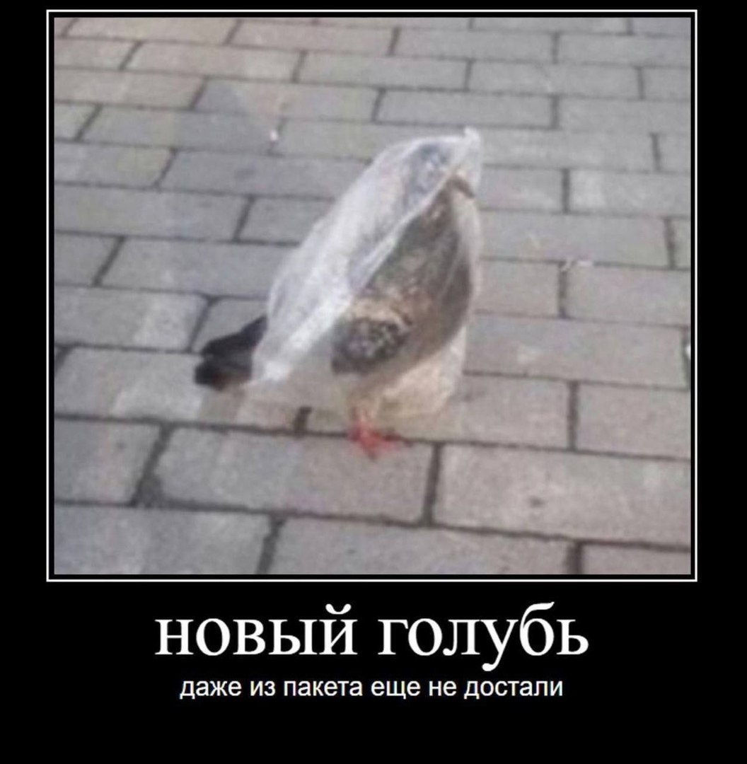 новый голубь даже из пакета еще не достали