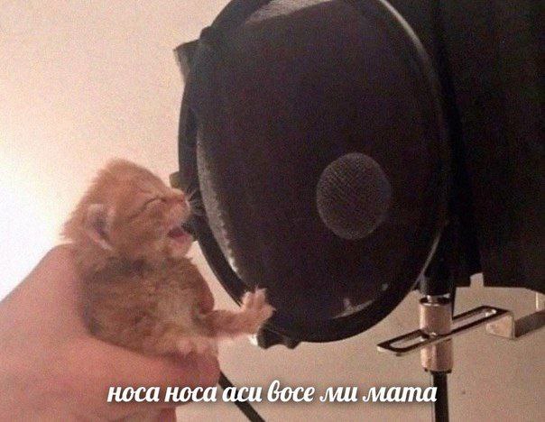 носа носа аси Goce мата