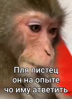 Пляпистещ a ока опыте чо иму атветить plo имуатветит