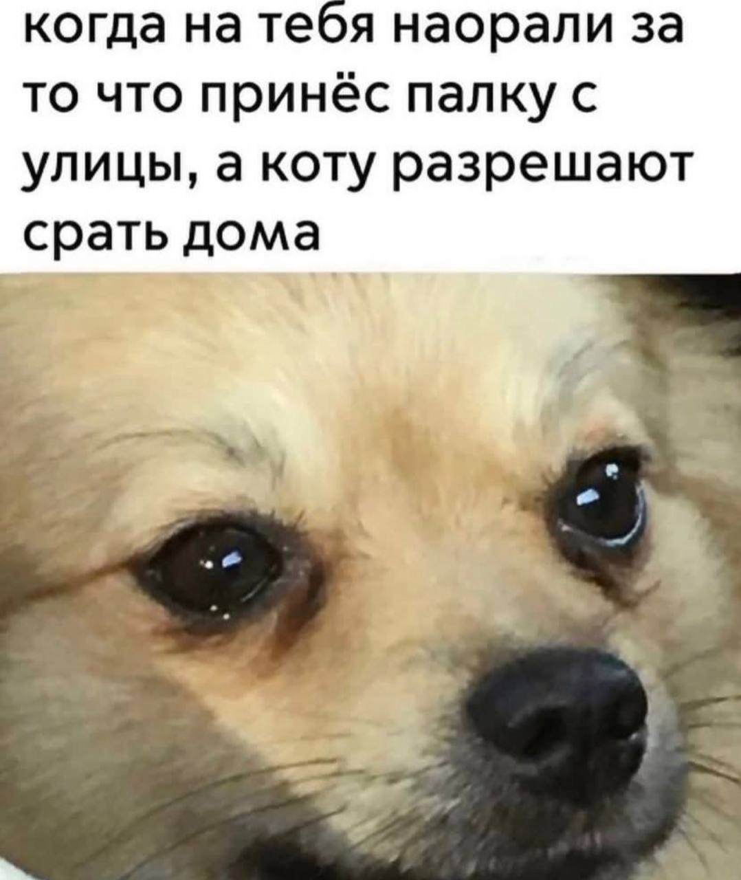 когда на тебя наорали за то что принёс палку с улицы, а коту разрешают срать дома