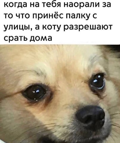 когда на тебя наорали за то что принёс палку с улицы, а коту разрешают срать дома