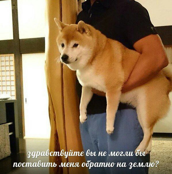 вы не могли поставить меня обратно на землю?