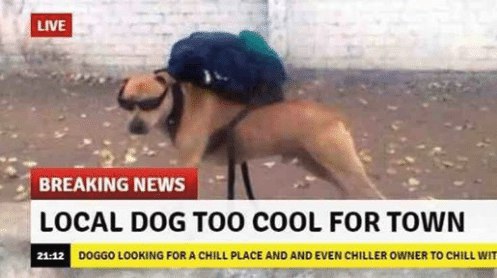 BREAKING NEWS LOCAL DOG TOO COOL FOR TOWN