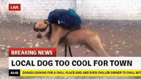 BREAKING NEWS LOCAL DOG TOO COOL FOR TOWN