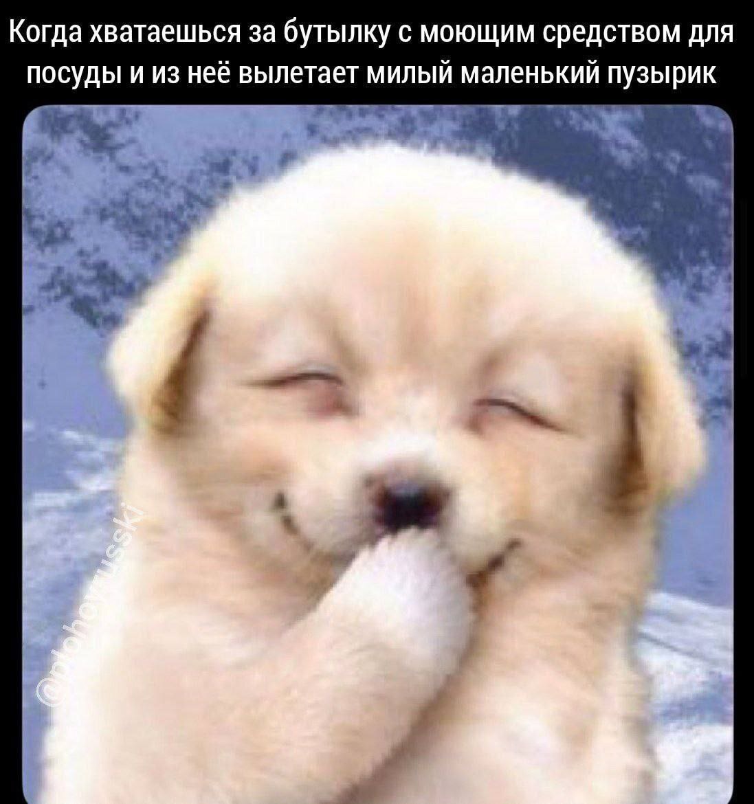 Когда хватаешься за бутылку с моющим средством для посуды и из неё вылетает милый маленький a