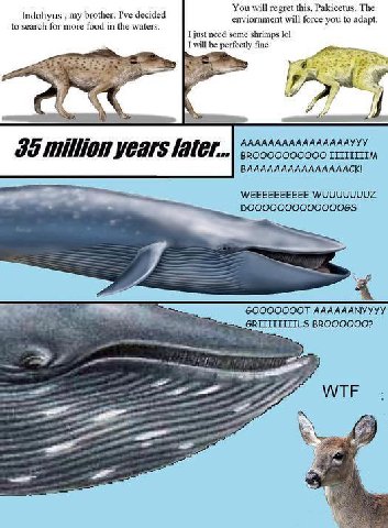 You will regret this, Pakicetus. The Indohyus my brother. I've decided enviornment will force you to adapt. to search for more food in the waters. I just need some shrimps I will be perfectly fine ААА