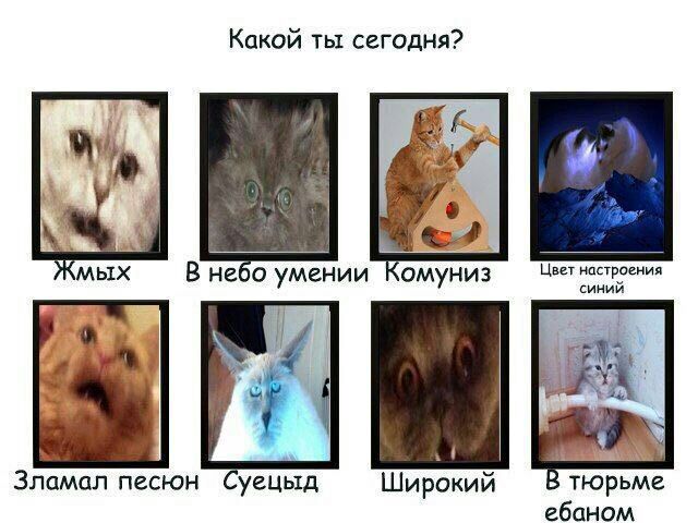 Какой ты сегодня? Жмых В небо умении Комуниз Цвет настроения синии +9 i Зламал песюн Суецыд Широкий В тюрьме ебаном