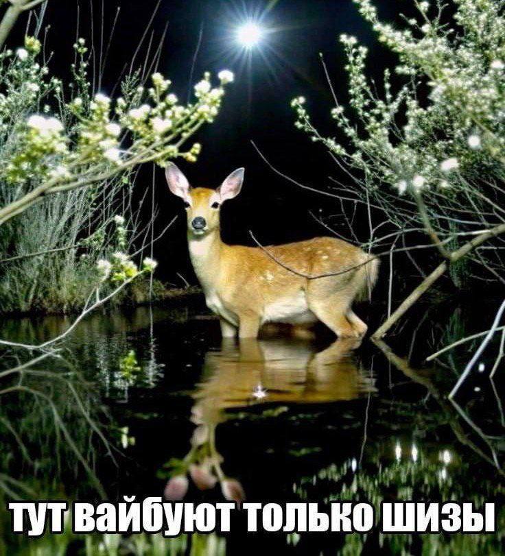 a 5 7 К a a мы“ твайбуют только гутвайбуют тол