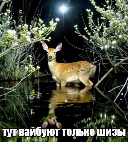 a 5 7 К a a мы“ твайбуют только гутвайбуют тол