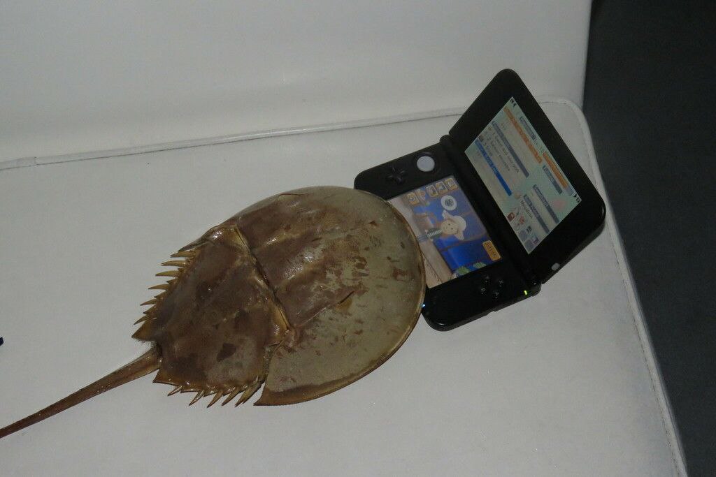 о 4 9 3 4 3 7 7