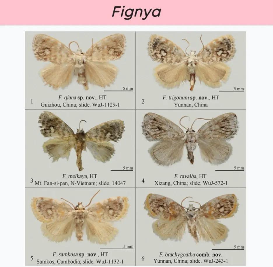 Fignya а: as я поу., trigonum nov., 1 Guizhou, China; slide. WuJ-1129-1 Yunnan, China Smm Smm melkaya, 4 ravalba, 3 Fan-si-pan, N-Vietnam; slide. 14047 Xizang, China; slide. WuJ-572-1 Smm Smm 5 samkos