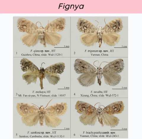 Fignya а: as я поу., trigonum nov., 1 Guizhou, China; slide. WuJ-1129-1 Yunnan, China Smm Smm melkaya, 4 ravalba, 3 Fan-si-pan, N-Vietnam; slide. 14047 Xizang, China; slide. WuJ-572-1 Smm Smm 5 samkos