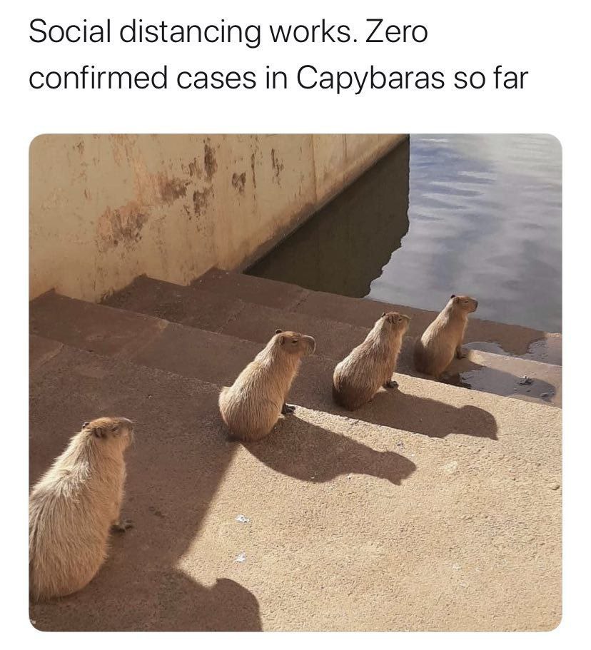 Social distancing works. Zero confirmed cases in Capybaras so far