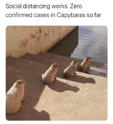 Social distancing works. Zero confirmed cases in Capybaras so far