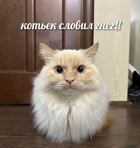 котьек словиленег!!