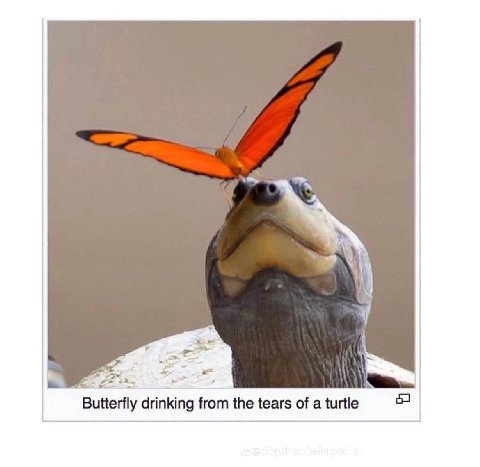 Butterfly drinking from tears of a turtle