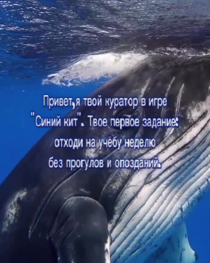 Приветья твой нуратор'В игре [ р "Синий кит, Твое первое задание: ’ отходи научебу неделю eg без прогулов”и опоздаВиИ и” отход он я “Синий чит. бреда Hue отходи Ha учебу неде oy