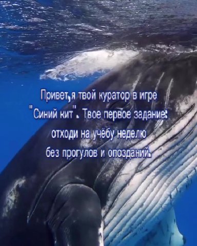 Приветья твой нуратор'В игре [ р "Синий кит, Твое первое задание: ’ отходи научебу неделю eg без прогулов”и опоздаВиИ и” отход он я “Синий чит. бреда Hue отходи Ha учебу неде oy