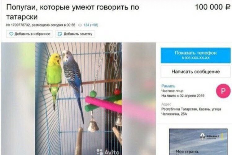100 000 Попугаи, которые умеют говорить по татарски 1709778732, размещено сегодня в 00:55 4 (+98) 2 Добавить в избранное Добавить заметку А\\ Показать телефон Написать сообщение Рам Частное пицо 3 На 