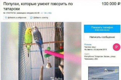 100 000 Попугаи, которые умеют говорить по татарски 1709778732, размещено сегодня в 00:55 4 (+98) 2 Добавить в избранное Добавить заметку А\\ Показать телефон Написать сообщение Рам Частное пицо 3 На 