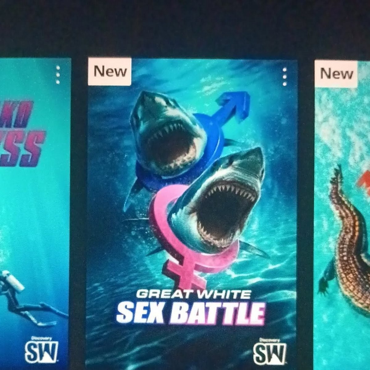 GREAT WHITE SEK BATTLE