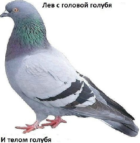 Лев сголовой голубя И телом голубя