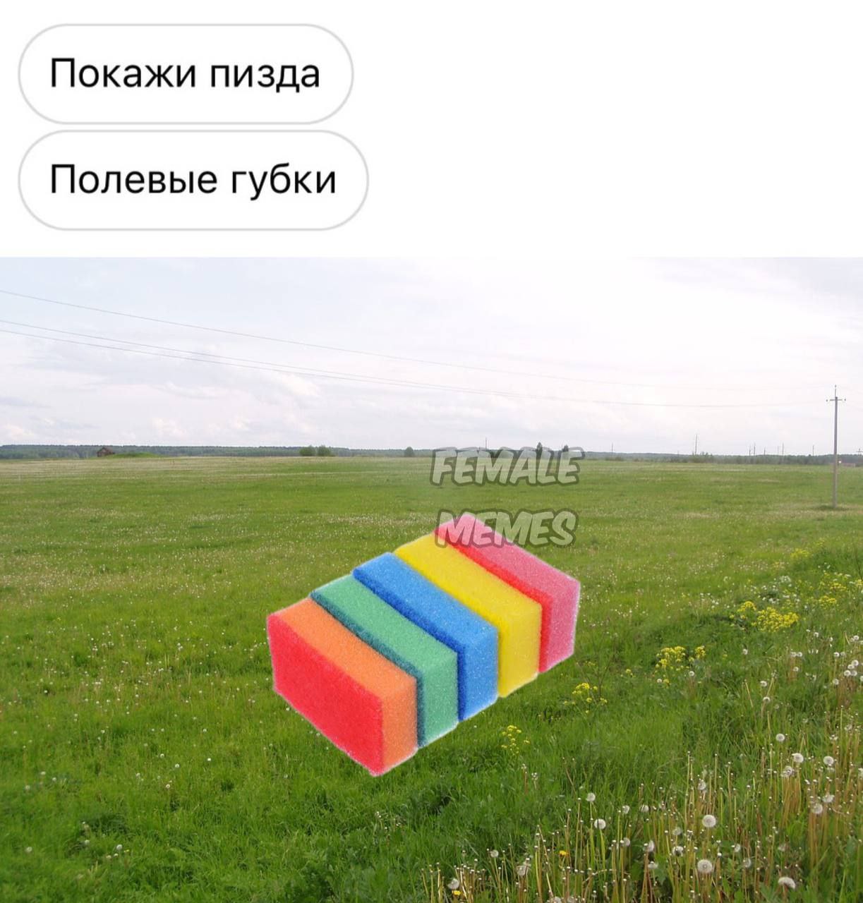 Покажи пизда Полевые губки