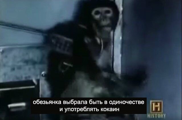 обезьянка выбрала быть в одиночестве и употреблять кокаин