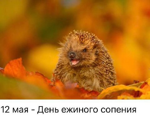 12 мая День ежиного сопения