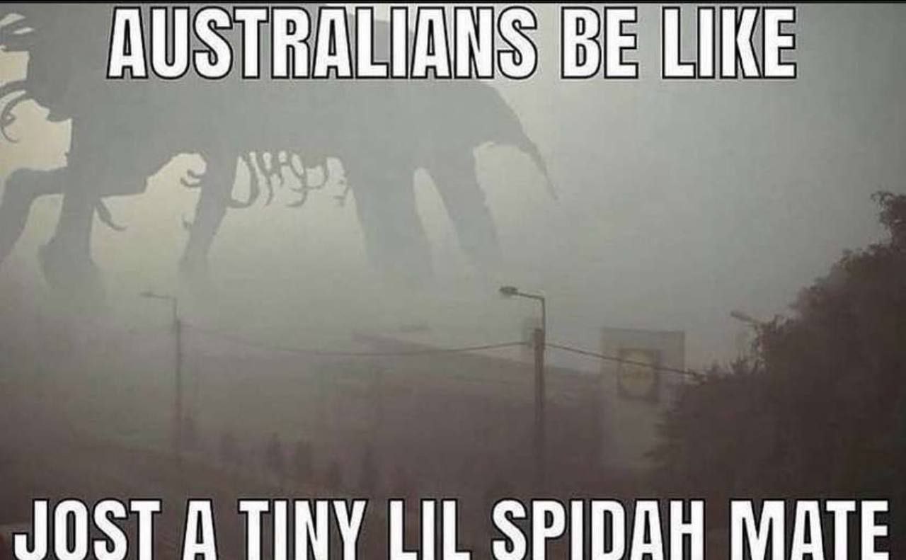AUSTRALI AN LIKE JOST TINY LIL SPIDOH MATE