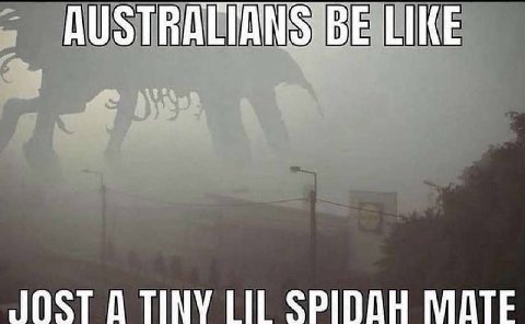 AUSTRALI AN LIKE JOST TINY LIL SPIDOH MATE