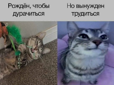 Рождён, чтобы Но вынужден дурачиться трудиться