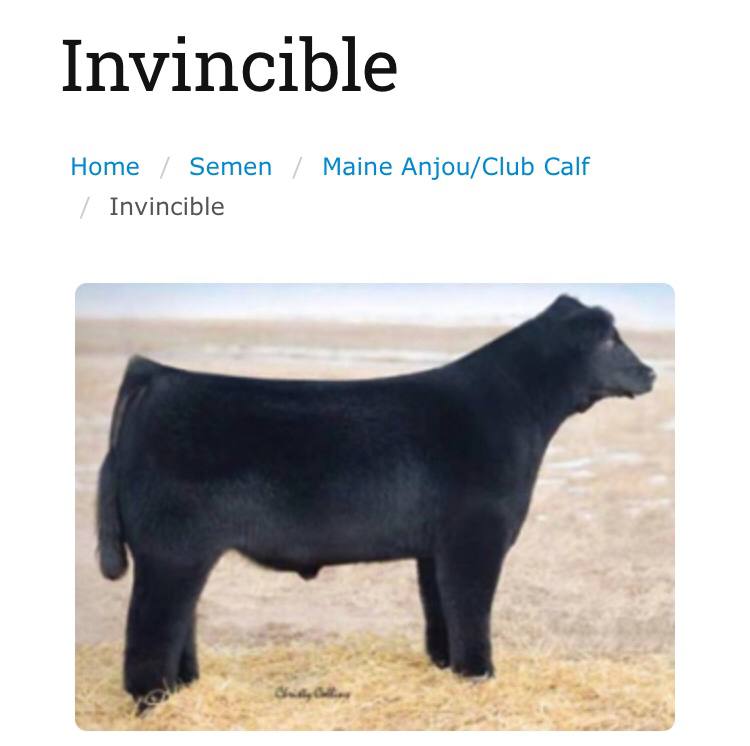 Invincible Home Semen Maine Anjou/Club Calf Invincible